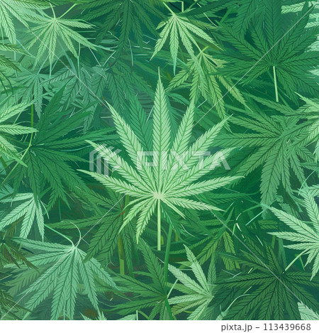 Cannabis marijuana hemp leaf green background medicine weed herb 113439668