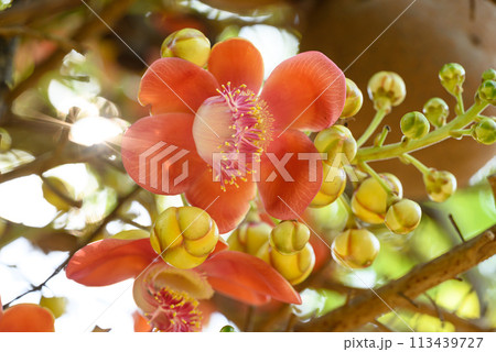 Orange Cannonball tree flower blooming in summer season 113439727
