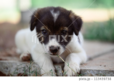 Brown white puppy eating glass and looking at camera, Cute pet Brown white puppy eating glass and looking at camera, Cute pet 113439738