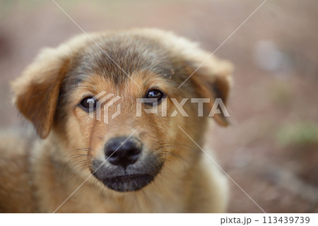 Brown puppy looking at camera, Cute pet, Thai dog Brown puppy looking at camera, Cute pet, Thai dog 113439739