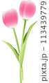 かわいいピンクのチューリップの花束　 113439779