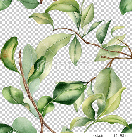 Leaves on branch fruit tree watercolor seamless pattern isolated on white. Foliage of citrus tree hand drawn. Bergamot , grapefruit plants in botanical sketch style. Assorted green leaf for print Leaves on branch fruit tree watercolor seamless pattern isolated on white. Foliage of citrus tree hand drawn. Bergamot , grapefruit plants in botanical sketch style. Assorted green leaf for print 113439852