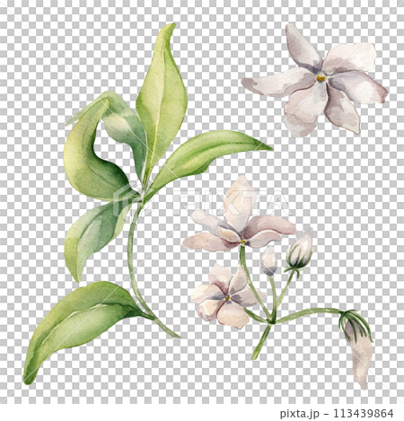 Jasmine sambac plant watercolor illustration isolated on white. White flower botanical style hand drawn. Set of jasmine flowers and bud drawing. Design elements for label product cosmetic, packaging 113439864