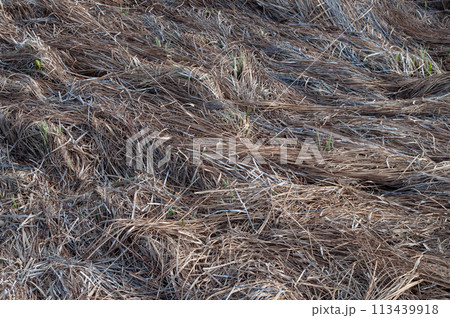 Dry grass on the ground 113439918