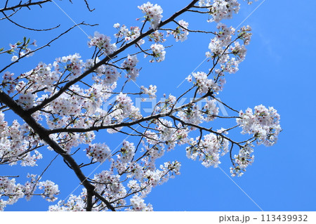 青空に映える満開の桜 青空に映える満開の桜 113439932