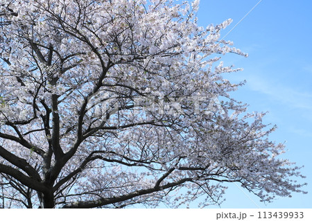 青空に映える満開の桜の木 青空に映える満開の桜の木 113439933