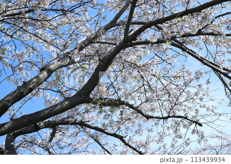 青空に映える桜の枝 青空に映える桜の枝 113439934