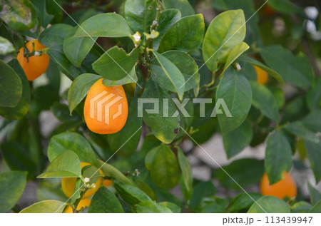 フクシュウキンカン 113439947