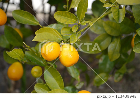 フクシュウキンカン フクシュウキンカン 113439948