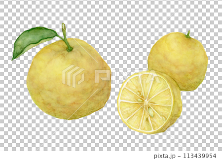 ユズの水彩イラスト ユズの水彩イラスト 113439954