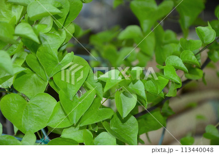 ハート型をした亀甲竜の葉 ハート型をした亀甲竜の葉 113440048