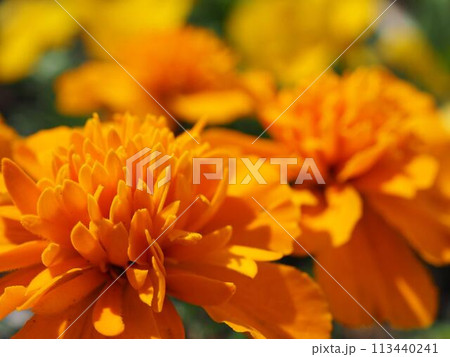 マリーゴールド 113440241