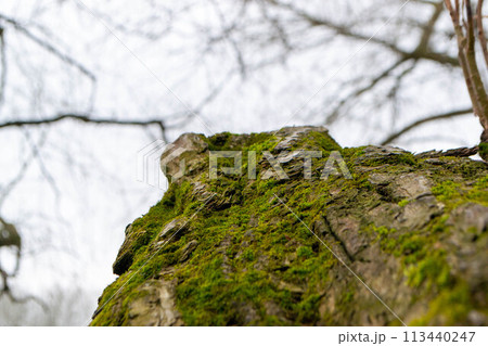 A tree trunk with moss on it and a sky background A tree trunk with moss on it and a sky background 113440247