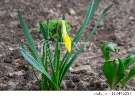 A daffodil in a garden with the sun shining on them. 113440257