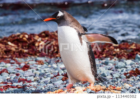 Close-up of a Gentoo Penguin on Trinity Island. 113440302