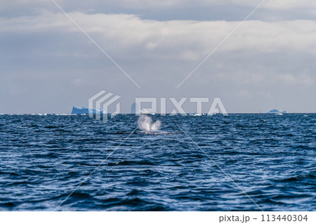 Sleeping Humpback whale in the Graham passage 113440304