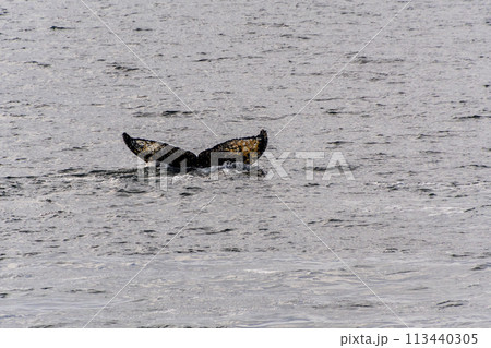 Tail of a humpback whale in the Antarctic 113440305
