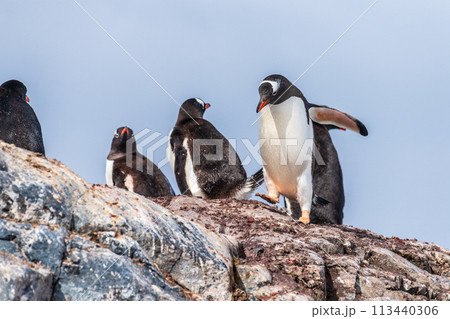 Gentoo Penguin Colony at Sierra Cove 113440306