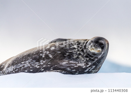 Resting Weddell Seal near Cuverville island 113440308