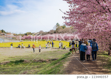 浜松市の東大山の河津桜の菜の花畑と桜のある風景(静岡県) 浜松市の東大山の河津桜の菜の花畑と桜のある風景(静岡県) 113440357