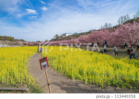 浜松市の東大山の河津桜の菜の花畑と桜のある風景(静岡県) 113440358