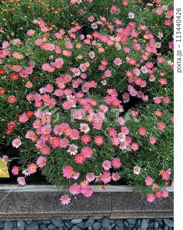 薔薇のある風景 薔薇のある風景 113440426