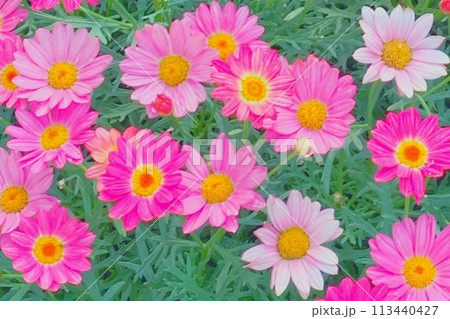 カラフルなジニアの花 カラフルなジニアの花 113440427