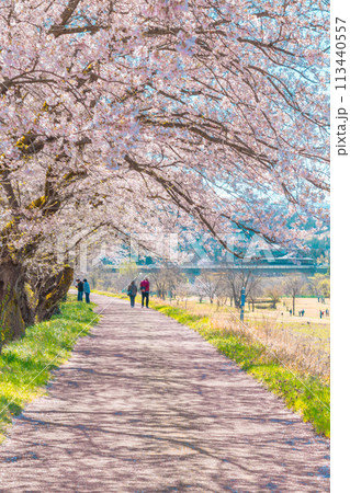 桜並木道を散歩する人たち 113440557