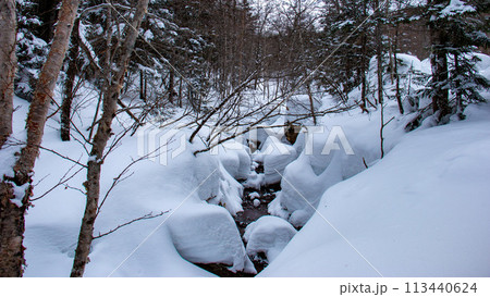 雪の八ヶ岳赤岳鉱泉への道　北沢登山道 113440624