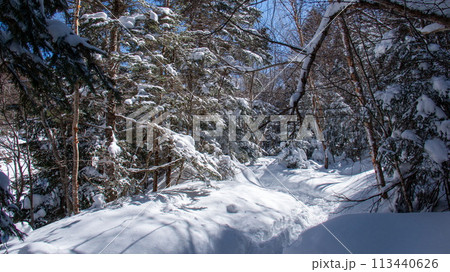 雪の八ヶ岳赤岳鉱泉への道　北沢登山道 113440626