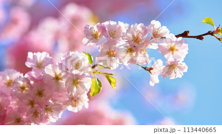 Spring background. Beautiful colorful blooming spring tree. Japanese cherry - Sakura. Nature background. 113440665