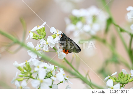 アオバセセリ(青羽挵)とダイコンの花 アオバセセリ(青羽挵)とダイコンの花 113440714