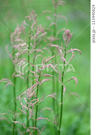 タデ科植物・スイバ(酸い葉) タデ科植物・スイバ(酸い葉) 113440824