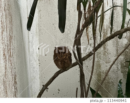 フクロウ フクロウ 113440941