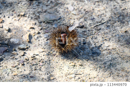 栗,イガ,秋,季節,自然,落ち葉,森林,収穫,果物,野生,食べ物,栄養,健康,自然食品,木の実,農業 113440970