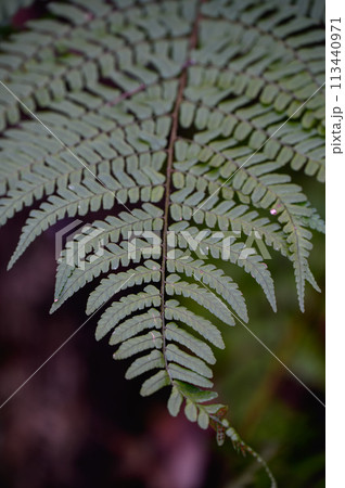 細かい葉を持つ緑のシダ植物 113440971