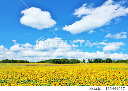 北海道　夏の青空とひまわりの風景 113441057