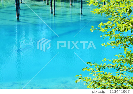 北海道　新緑の青い池 113441067