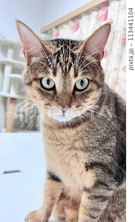 Cat in the living room near the dining table 113441104