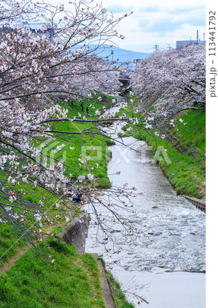 2024年の桜 佐保川奈良市新大宮付近の桜 正面に見える生駒山と下流方向へ続くさくら並木 2024年の桜 佐保川奈良市新大宮付近の桜 正面に見える生駒山と下流方向へ続くさくら並木 113441792