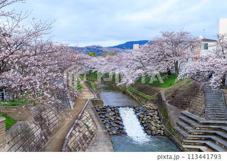 2024年の桜 佐保川奈良市新大宮付近の桜 正面に見える若草山と薄紅色に縁どられた佐保川の滝 2024年の桜 佐保川奈良市新大宮付近の桜 正面に見える若草山と薄紅色に縁どられた佐保川の滝 113441793