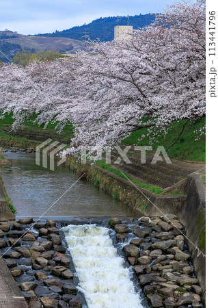 2024年の桜 佐保川奈良市新大宮付近の桜 正面に見える若草山と川面にせり出すように咲く桜③ 2024年の桜 佐保川奈良市新大宮付近の桜 正面に見える若草山と川面にせり出すように咲く桜③ 113441796