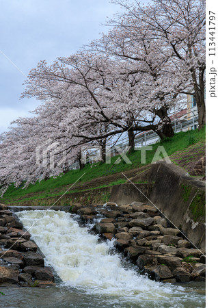 2024年の桜　佐保川奈良市新大宮付近の桜　流れ下る滝を見下ろす堤防上の桜並木 113441797