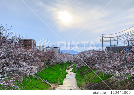 2024年の桜　佐保川奈良市新大宮付近の桜　薄曇りの中ぼんやりと姿を現した夕日を映した水面と桜並木① 113441800