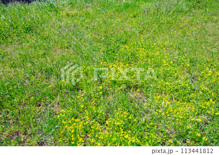 雑草と黄色い花 雑草と黄色い花 113441812