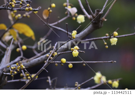 三十三間堂　蝋梅 113442511