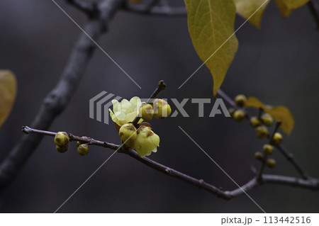 三十三間堂　蝋梅 113442516