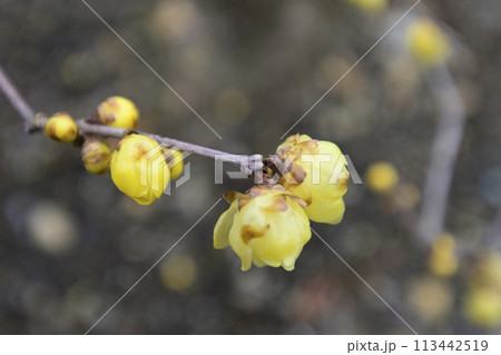 三十三間堂　蝋梅 113442519