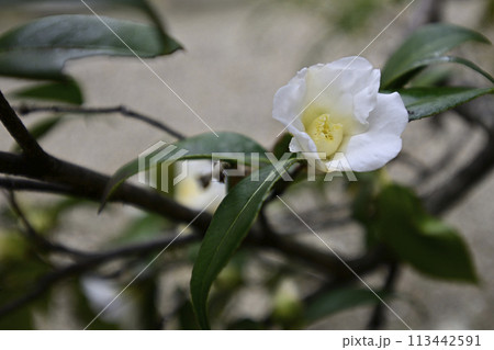 法住寺 侘助(ツバキ) 法住寺 侘助(ツバキ) 113442591
