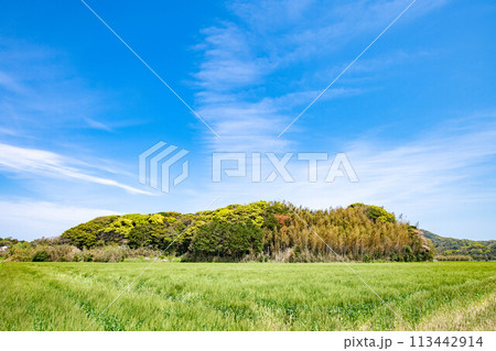麦畑と青い空の風景 113442914